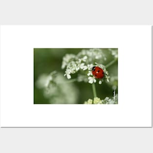 Ladybug & Hemlock Posters and Art